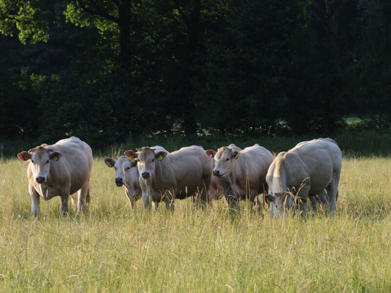 Foto 6 bij Landgoed De Hoevens